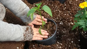 Gardening